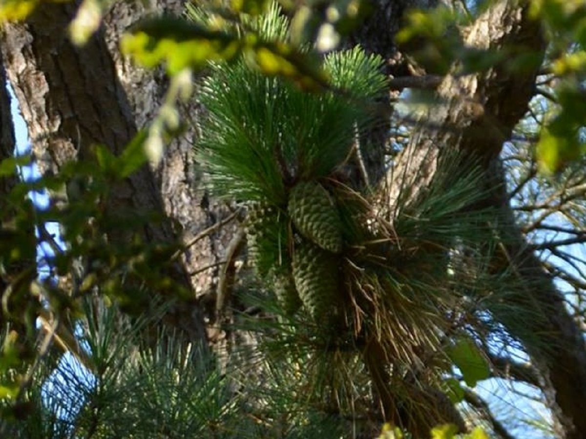 Pinus radiata (Pinaceae)